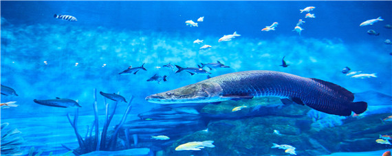 巨骨舌鱼养殖条件（巨骨舌鱼的养殖技术）