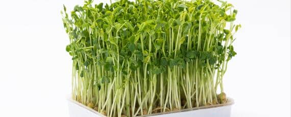 芽苗菜种植过程 芽苗菜种植过程记录