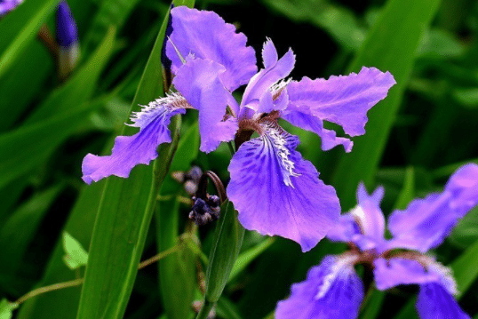 常见的紫色花有哪些，有什么特点（紫色的花花有哪些）