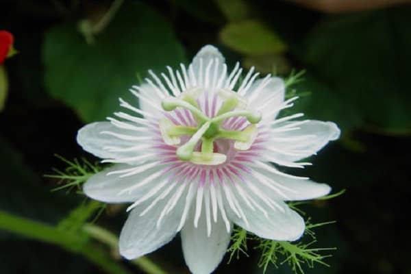 植物靠什么传播种子，怎么吸收养分（植物都是靠什么传播种子的方法）