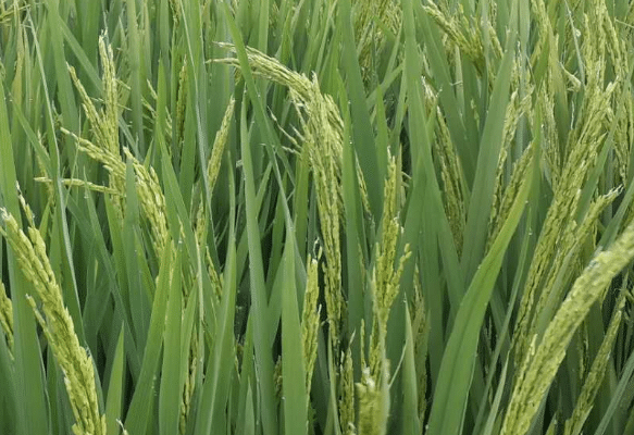水稻稻瘟病怎么办，防治方法有什么 水稻稻瘟病如何防治