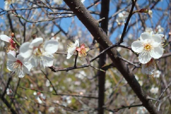 四季花卉有哪些 主要产地是哪里