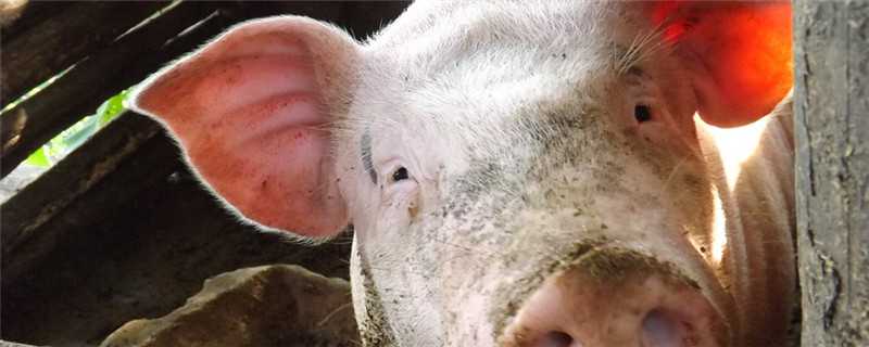 猪吃了发霉饲料的症状 猪吃了发霉的饲料有哪些症状
