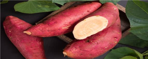 红薯一年可以种几次 红薯能不能连种二年