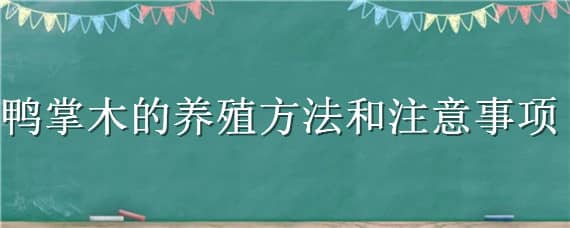 鸭掌木的养殖方法和注意事项（盆栽鸭掌木的养殖方法和注意事项）