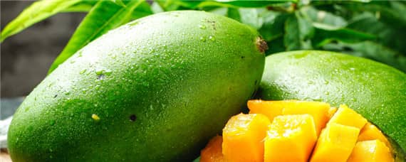 芒果树种植条件 芒果树种植条件要求