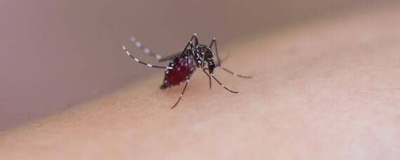 一只蚊子一次可以繁殖多少只 一只蚊子一年繁殖多少