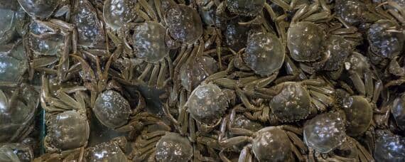 养殖螃蟹吃什么食物 养殖螃蟹吃什么食物最好