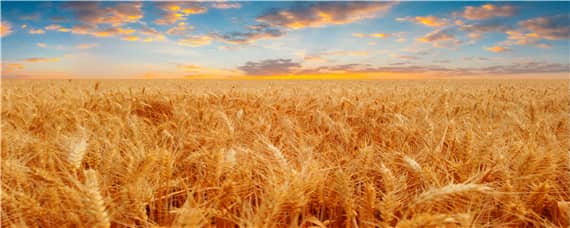 百农307小麦产量如何 百农307小麦亩产多少斤