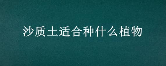 沙质土适合种什么植物 砂质土最适合种什么植物