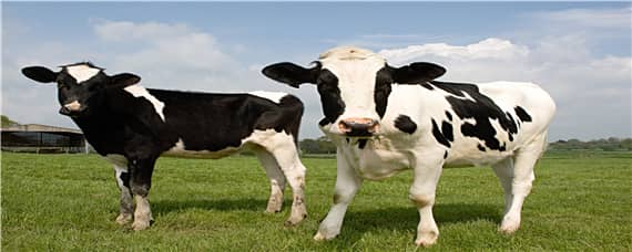 养牛技术和饲养方法（养牛技术和饲养方法软件）