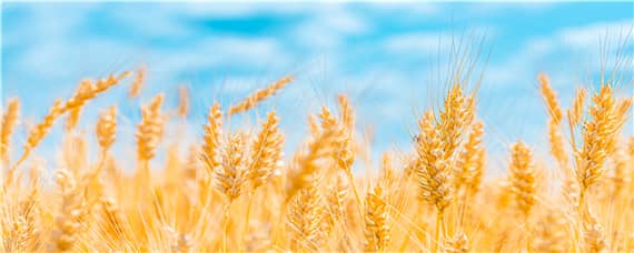 西农20小麦品种介绍 西农20小麦品种简介