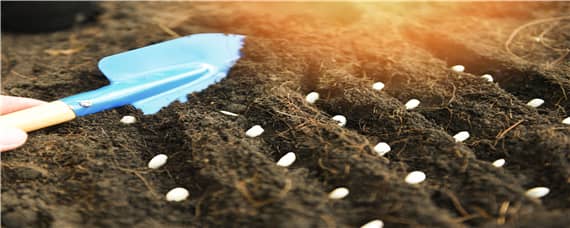 湿润的土壤适合种什么 湿润的土壤适合种什么蔬菜