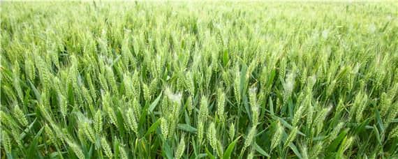 小麦追肥时间 小麦追肥时间和用量