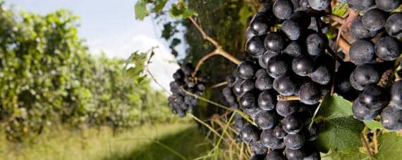 怎样培育葡萄效果更好 怎样培育葡萄效果更好是自然放置还是将不好的幼果摘除
