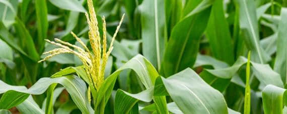 玉米亩产量一般多少斤 河南玉米亩产量一般多少斤
