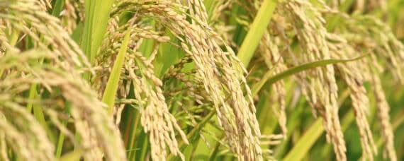 野香优海丝水稻品种（野香优海丝水稻品种在贵州表现）