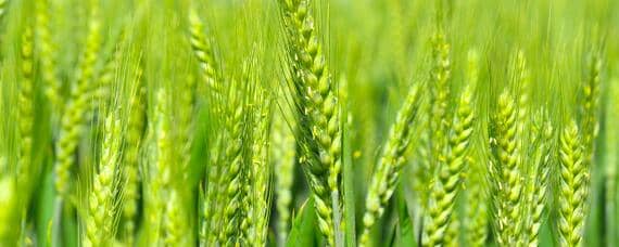 众麦998小麦品种介绍（超高产小麦品种1800斤众信麦998）