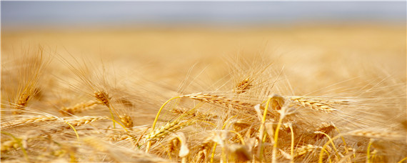 石麦086小麦品种 石麦086小麦品种怎么样