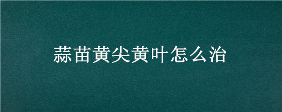 蒜苗黄尖黄叶怎么治 蒜苗叶黄怎么回事如何防治