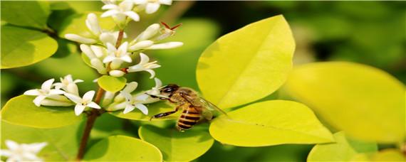 中华蜜蜂养殖入门实用技术 中华蜜蜂养殖入门实用技术书籍