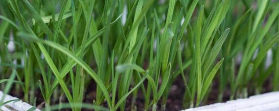 韭菜怎样种植技术 韭菜怎样种植技术好