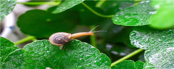 养蜗牛需要什么环境 养蜗牛需要什么样的环境