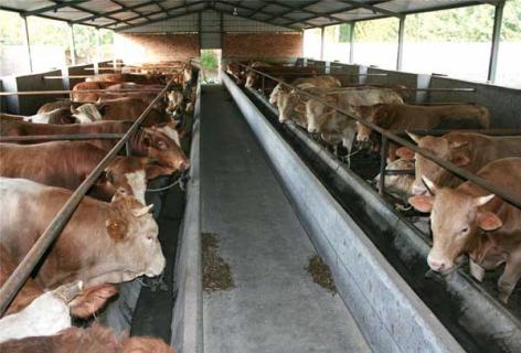 肉牛常见疾病防治方法 肉牛常见疾病的预防与治疗
