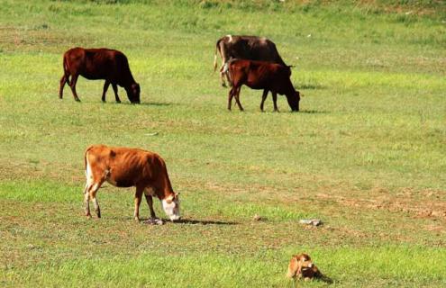 冬春犊牛的散养管理技术 冬季犊牛的管理