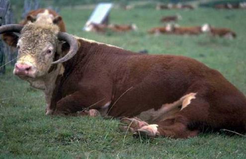 新生犊牛管理措施 新生犊牛的饲养管理要点