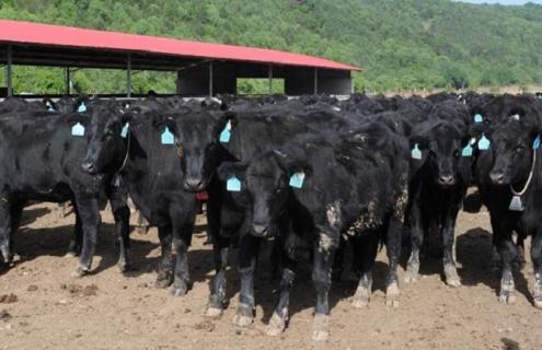 肉牛六大常见疾病大全 肉牛的常见病症状及防治