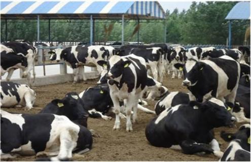 奶牛热应激反应的危害 高温对牛奶有什么反应