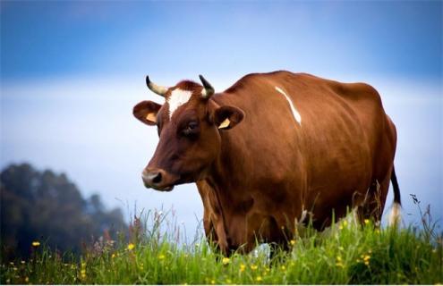 牛的炭疽病该怎么办 牛的炭疽病的症状