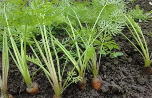 如何提高胡萝卜出苗率 胡萝卜怎样种植出苗率最好