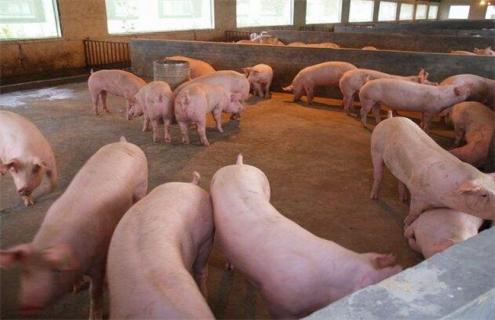 生猪养殖经济效益低的原因 生猪养殖经济效益分析