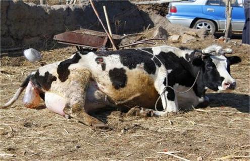 新生犊牛死亡原因及预防措施 牛犊急性死亡