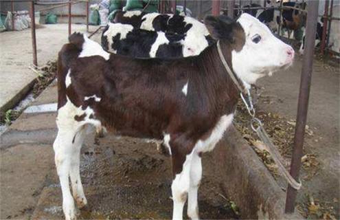 如何提高奶牛繁殖率 如何提高奶牛繁殖效率