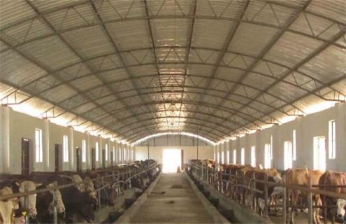 养牛场的建设要求 养牛场建设规划设计