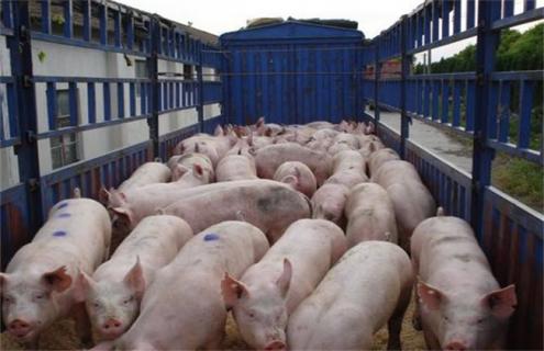 猪肉价格 上涨原因