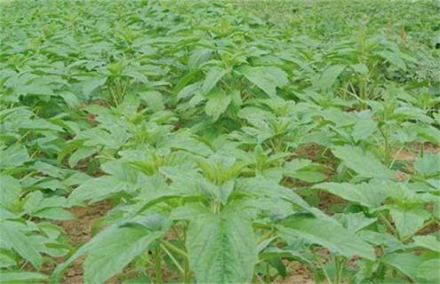 芝麻为什么不能连作重茬（芝麻重茬解决方案）