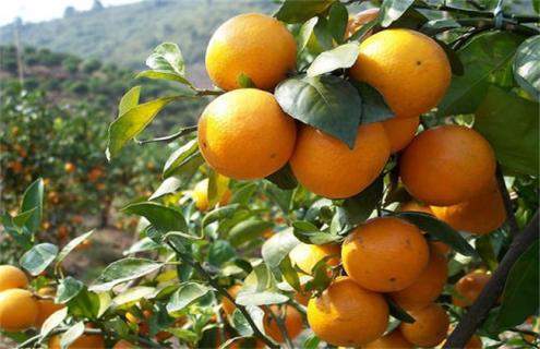 促进柑橘长个的措施（如何促进柑橘根系生长）