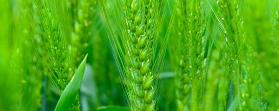 小麦种植过程记录（小麦种植过程记录图片）