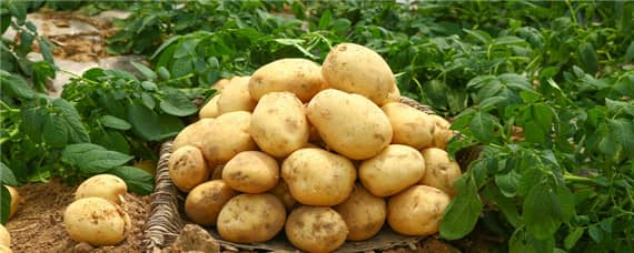 土豆一亩地能产多少斤（土豆一亩产多少公斤）
