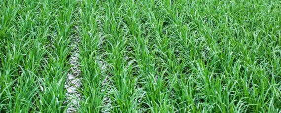 水稻生长周期多少天 水稻生长周期多少天结束