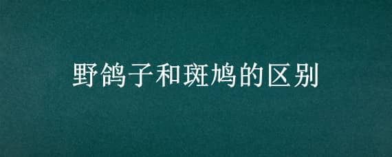 野鸽子和斑鸠的区别 斑鸠