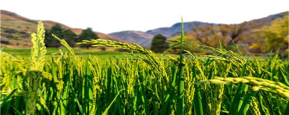 水稻的营养物质主要储存在（水稻的营养物质主要储存在什么中）
