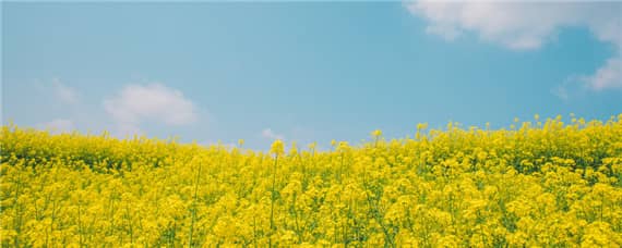 油菜成熟时间 油菜成熟时间多长