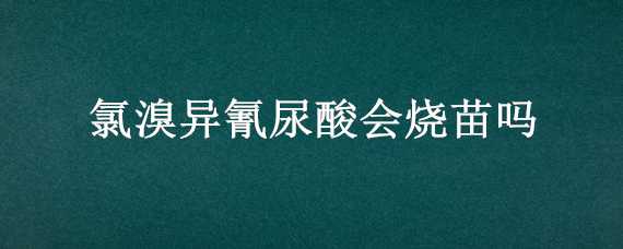 氯溴异氰尿酸会烧苗吗（氯溴异氰尿酸能拌种吗）