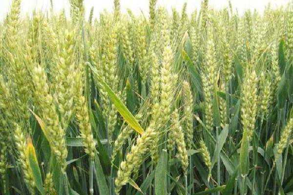 农民种植小麦的过程，步骤有哪些（农民种植小麦的过程,步骤有哪些呢）