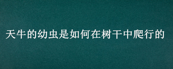 天牛的幼虫是如何在树干中爬行的（天牛幼虫怎样在树干里生活）